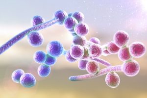 Candida Albicans la microscop